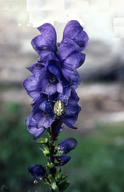 Aconitum napellus e Gentiana bavarica